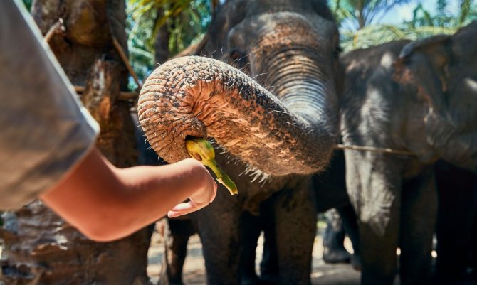 little-boy-feeding-bananas-to-an-asian-elephant-EF44VGG.jpg