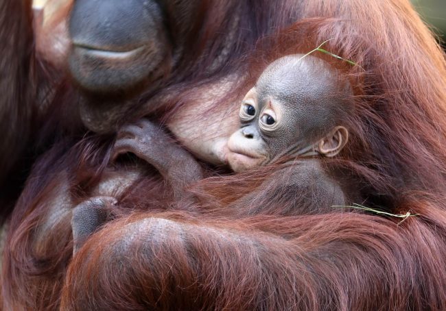 orangutan-baby.jpg